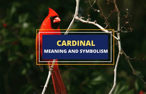 Symbolism Of The Cardinal Bird - Symbol Sage