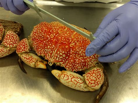 Giant Crab Biology