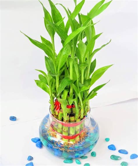 Aggregate more than 82 bamboo plant for home decoration super hot - seven.edu.vn