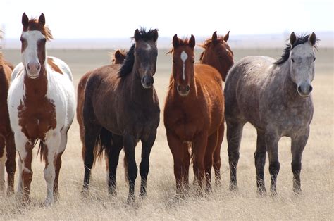 wild herd | Wild horses, Horses, Horse life