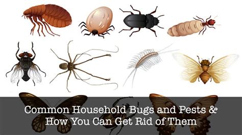 Common PA Household Insects & Pests - Fort Pitt Exterminators - Residential & Commercial Pest ...