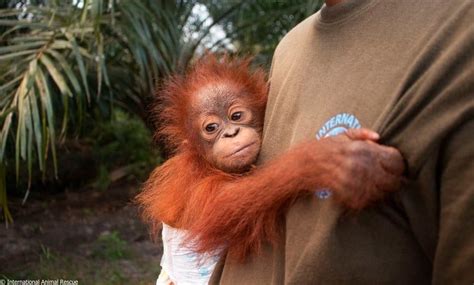 Little Baby Orangutan Rescued From Palm Oil Plantation