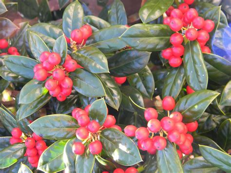 Ilex cornuta 'Burfordii' (Burford Chinese Holly, Burford Holly) | North Carolina Extension ...