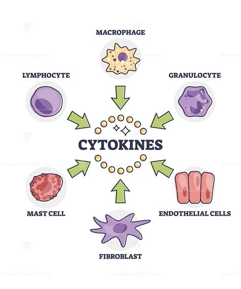 Cytokines releasing cells list for immune system response outline ...