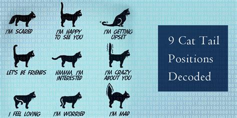 9 Cat Tail Positions Decoded - DiscountPetCare