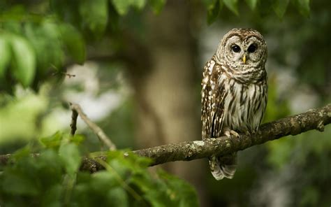 Forest Owl Bird wallpaper | 2560x1600 | #13040