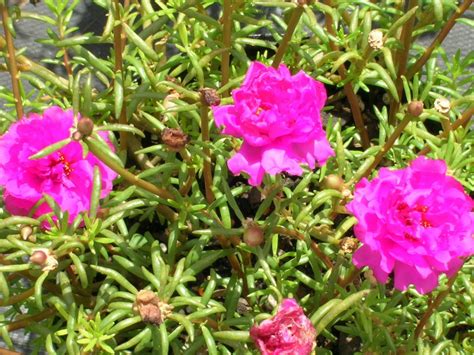 Moss Rose (Portulaca grandiflora) - Richard Lyons Nursery, Inc.