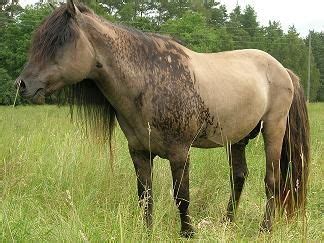 1000+ images about Amazing grulla horses on Pinterest | Quarter Horses ...