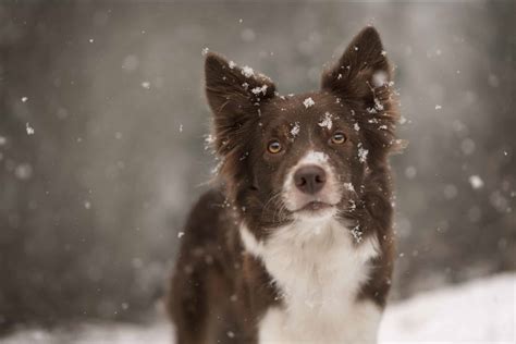 How to photograph portraits in snow » That Tog Spot