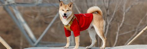 The Nutrition needs for Shiba Inu puppies - iShibainu