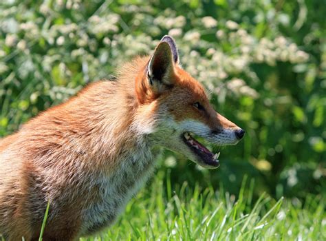 Fox Portrait Free Stock Photo - Public Domain Pictures