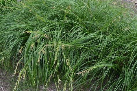 How to Grow Carex Sedges | Best Carex Varieties | HGTV