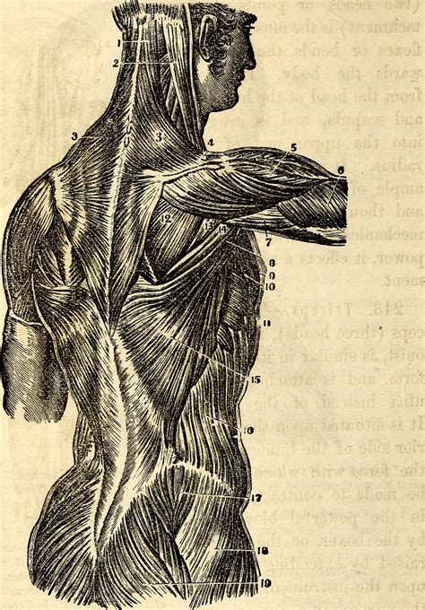 Chronic Low Back Pain as Related to Stretching Injured Thoracolumbar Fascia