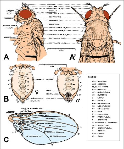 Figure 8 from A rough guide to Drosophila mating | Semantic Scholar