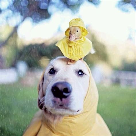 Rainy day fun | Dogs :) | Pinterest