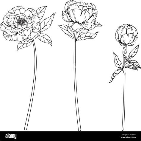 Peony Flower Line Drawing