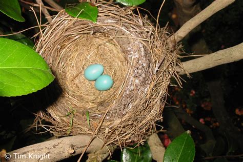 American Robin Nests and Eggs - NatureMapping