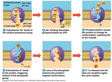 Definition Of Stimulus Diffusion In Human Geography