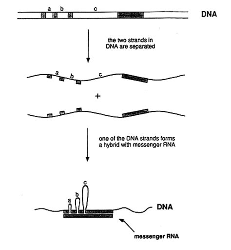 The experiment that demonstrated that adenovirus DNA contains split ...