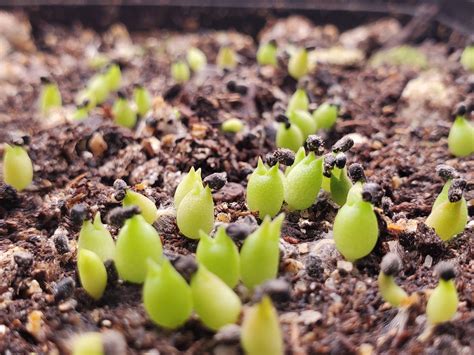 These barrel cactus seeds sprouted like crazy. Now to keep them alive. : r/cactus