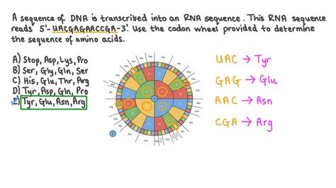 Codon Wheel Worksheet