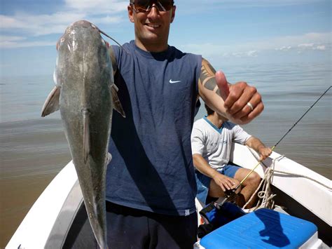 Pasión por la pesca: LOS BAGRES DE MAR YA ESTAN EN BERISSO