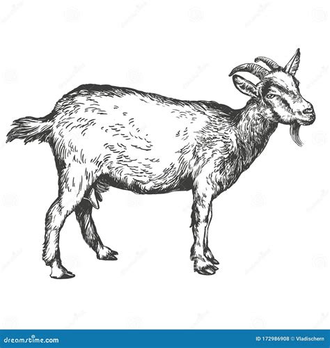 Realistic Goat Drawing