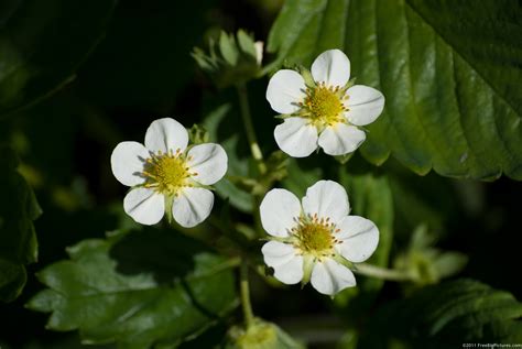 Strawberry Flower