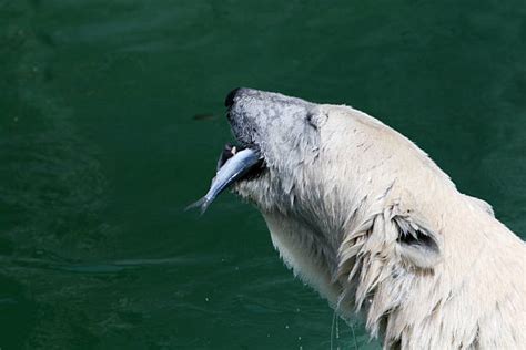 Polar Bear Teeth Stock Photos, Pictures & Royalty-Free Images - iStock