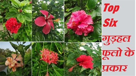 Gudhal ka phool | गुड़हल फूलो कि वेरायटी | Types Of Hibiscus Flowers ...