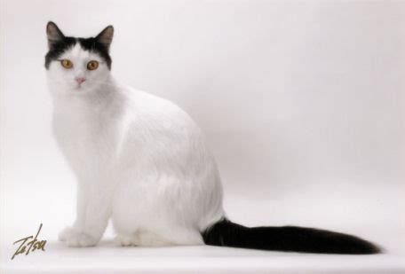 Turkish Van Breed Council - Best of Breed Turkish Van cats for 2004-2005