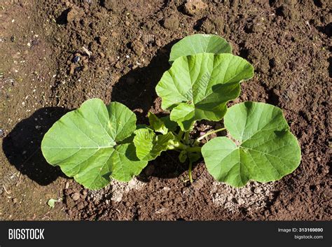 Zucchini Seedling Image & Photo (Free Trial) | Bigstock