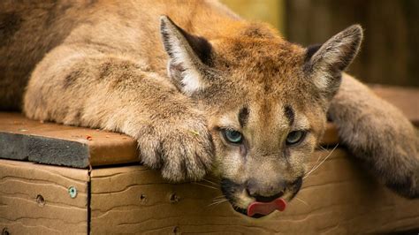 Gatorland welcomes 2 Florida panther cubs