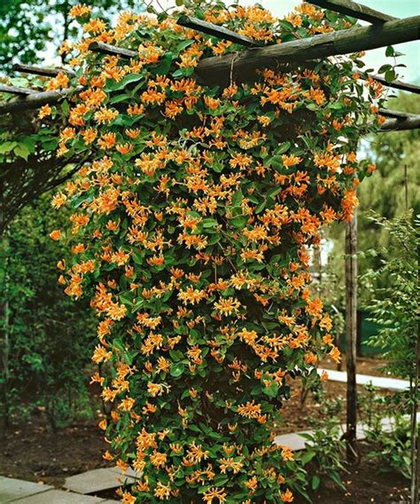 12 Best Climbing Flowers for Pergolas and Trellises ~ Matchness.com