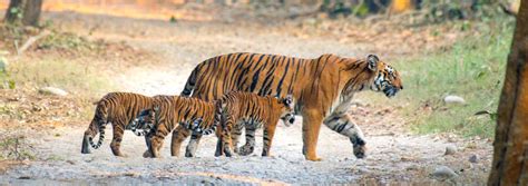 About Jim Corbett National Park India - Corbett Online Booking