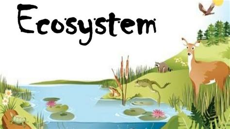 Environment & Ecology - Ecosystem - Introduction, Types, Biotic & Abiotic factors - YouTube