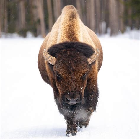 usinterior@instagram on Pinno: On National Bison Day, we celebrate this...