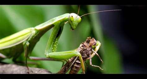 5 praying mantis facts to learn more about praying mantis