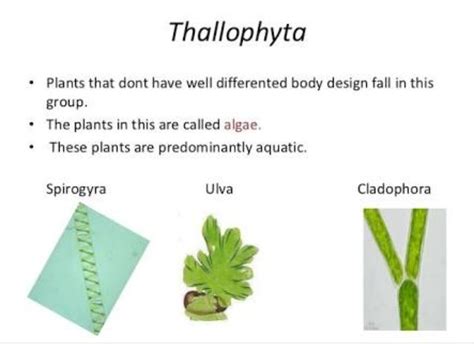 name of thallophyta with images - Brainly.in