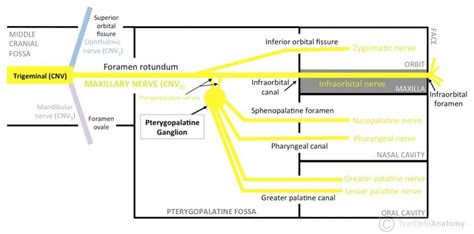 The Pterygopalatine Fossa - Contents - Openings - TeachMeAnatomy