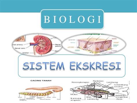 Sistem Ekskresi Pada Hewan Ppt – Materi Belajar Online