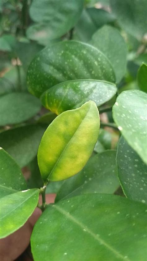 Citrus Greening Disease | Pests & Diseases