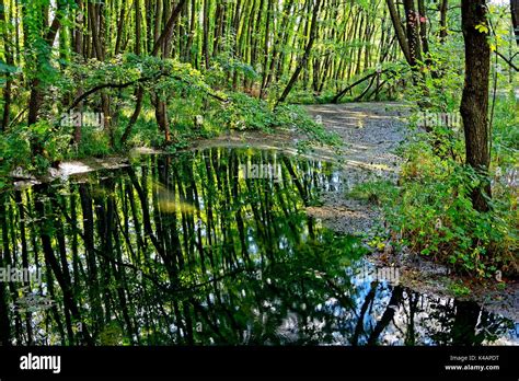 Terrestrial habitat hi-res stock photography and images - Alamy