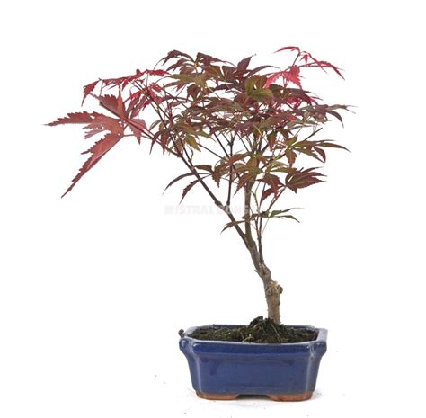 Acer palmatum atropurpureum. Bonsai 7 years Maple | Mistral Bonsai