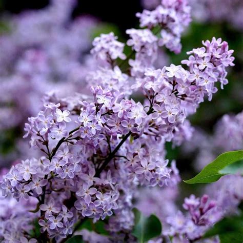 Lilac flower meaning, origins, and other interesting facts