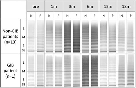 Representative results of immunoblotting in both the... | Download Scientific Diagram