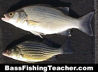 Yellow Bass Fishing - Bass Fishing Teacher