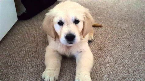 Fluffy Golden Retriever Puppies