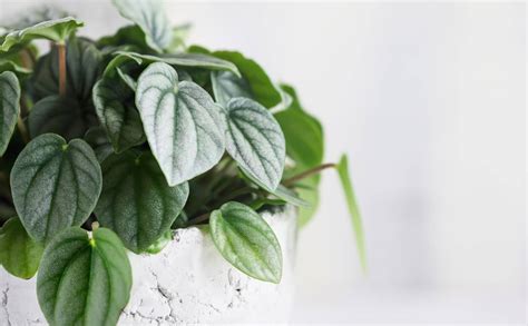 Peperomia Archives - Petal Republic