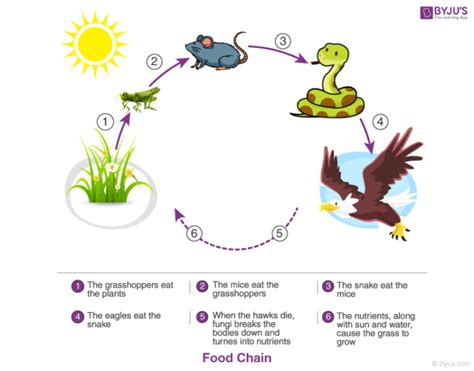 Animal Ecosystem Cycle